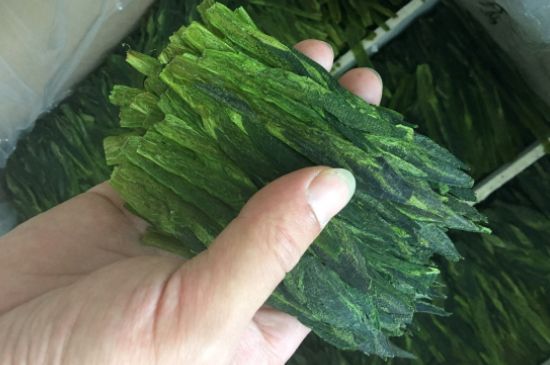 什么綠茶味道濃香，那個(gè)綠茶比較濃香？