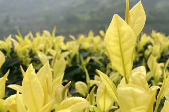 茶中奇葩黃金芽，安吉白茶中黃金芽的特點