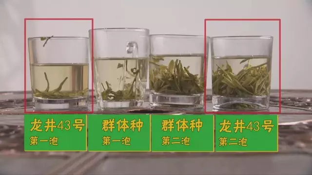 烏牛早和龍井的區(qū)別圖片，龍井43號和烏牛早茶的對比