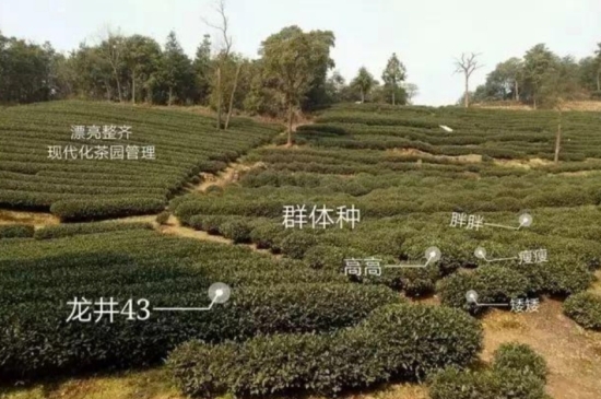 43號(hào)龍井屬于好茶嗎，龍井茶43號(hào)是什么意思？