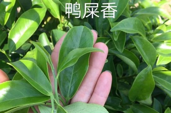 鴨屎香和大烏葉是同一種茶葉嗎，單叢大烏葉和鴨屎香有什么區(qū)別？