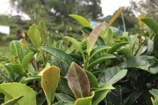 43號(hào)龍井屬于好茶嗎，龍井茶43號(hào)是什么意思？