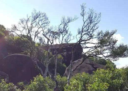 宋種一號價值為什么高，鳳凰單樅宋種1號價格與產(chǎn)量多少？