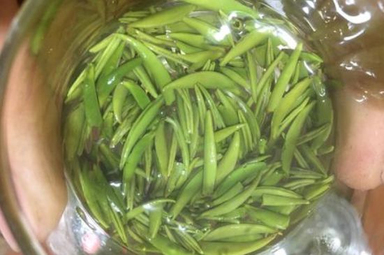 雀舌有一股青草味，雀舌為什么有青草味？