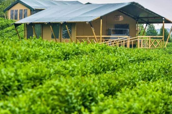 金壇雀舌算不算好茶，金壇雀舌屬于什么檔次茶葉？