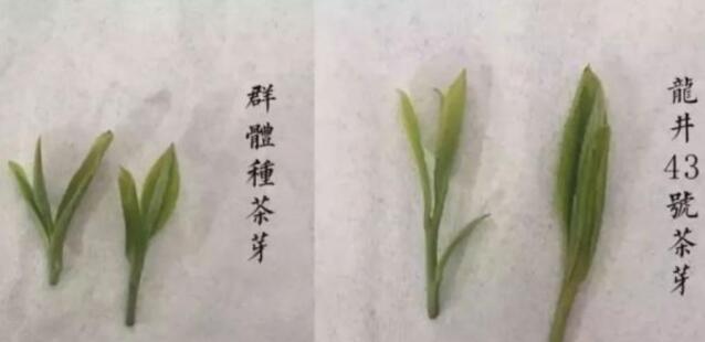 43號(hào)龍井屬于好茶嗎，龍井茶43號(hào)是什么意思？
