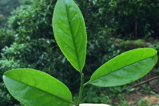 鋸朵仔跟鴨屎香哪個(gè)貴，鋸朵子和鴨屎香哪個(gè)好喝？