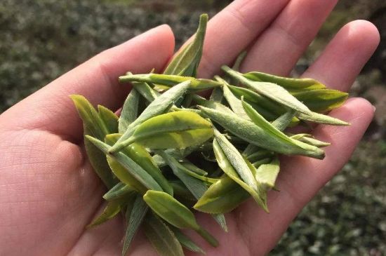 福建什么茶葉最出名，福建名茶有哪些？