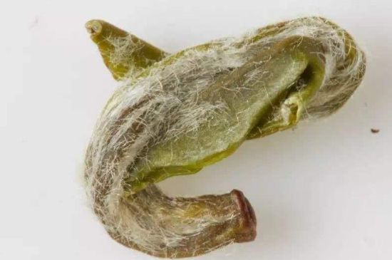 羊巖勾青是綠茶嗎，羊巖勾青茶屬于什么茶？