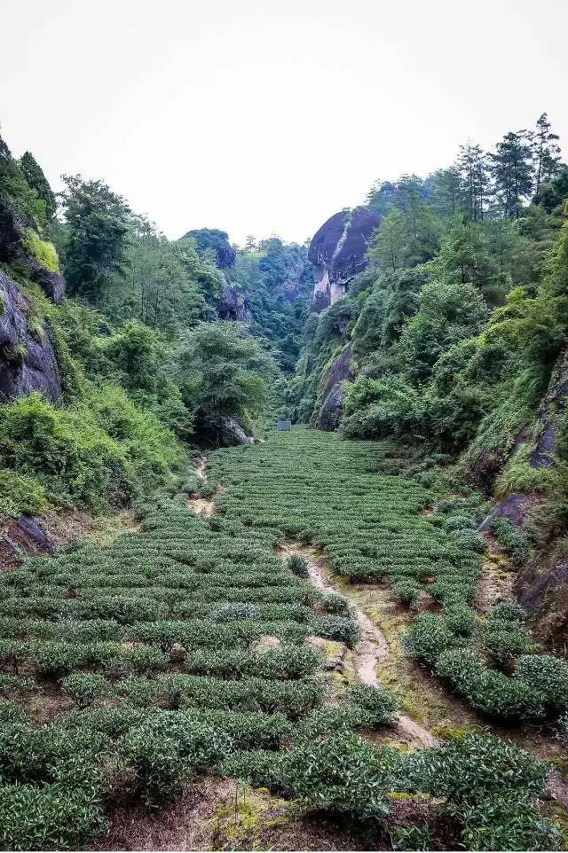 武夷山為什么盛產(chǎn)茶葉，武夷山茶為什么好喝？