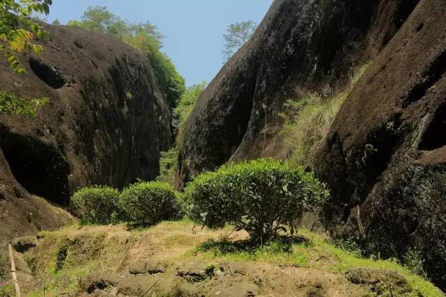 武夷山為什么盛產(chǎn)茶葉，武夷山茶為什么好喝？
