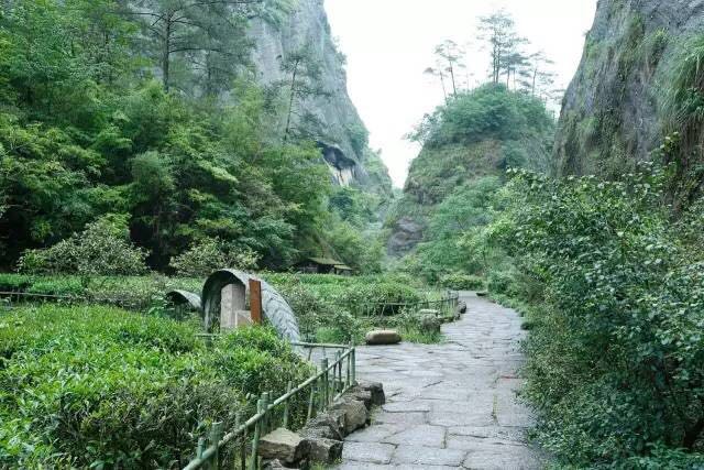 武夷山為什么盛產(chǎn)茶葉，武夷山茶為什么好喝？