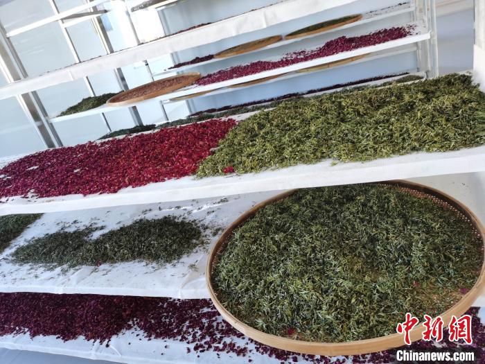 圖為王玲玲收購的各種山茶?！⊥貘Q遠 攝