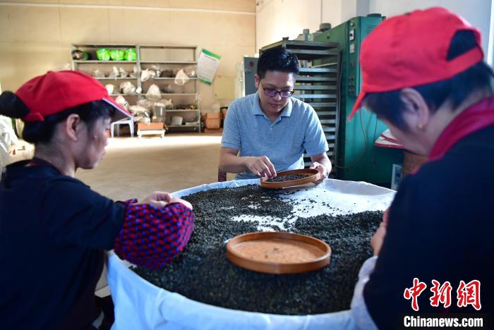 圖為張?jiān)涝谏a(chǎn)車間內(nèi)與工人一起查看茶葉品質(zhì)。　張斌 攝