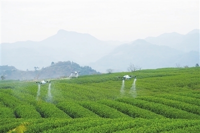 無(wú)人機(jī)茶園顯身手